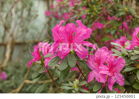 Beautiful blooming pink Azalea bushes 125450001