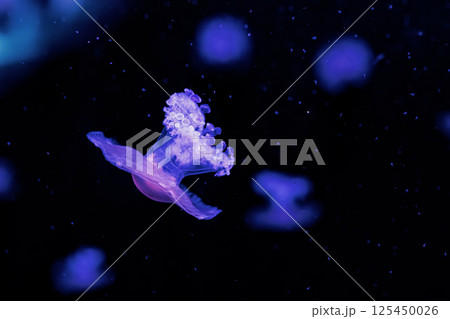 underwater photography jellyfish Cotylorhiza tuberculata, Mediterranean jellyfish 125450026