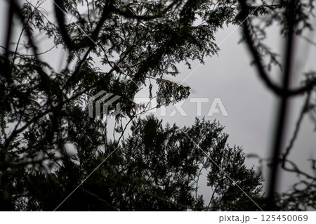 The Silhouetted Reflections Of A Western Red Cedar 125450069