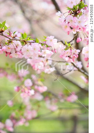淡いピンクの思川桜 淡いピンクの思川桜 125450088