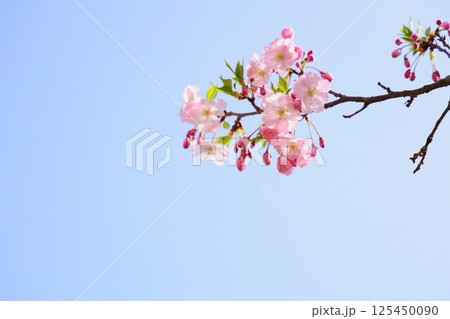 青空に映える淡いピンクの思川桜 【青空背景】 【空背景】 青空に映える淡いピンクの思川桜 【青空背景】 【空背景】 125450090