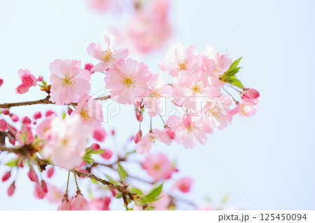 淡いピンクの思川桜のクローズアップ 【青空背景】 【空背景】 125450094