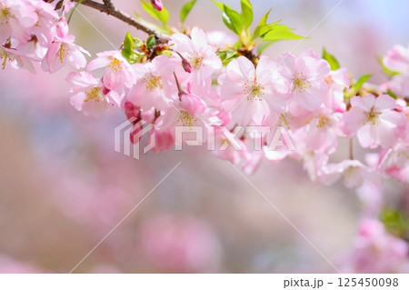 淡いピンクの思川桜のクローズアップ 【背景ボケ】 【背景ぼかし】 淡いピンクの思川桜のクローズアップ 【背景ボケ】 【背景ぼかし】 125450098