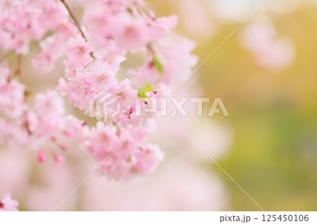 満開の八重紅枝垂れ桜のクローズアップ 【背景ボケ】 【背景ぼかし】 満開の八重紅枝垂れ桜のクローズアップ 【背景ボケ】 【背景ぼかし】 125450106