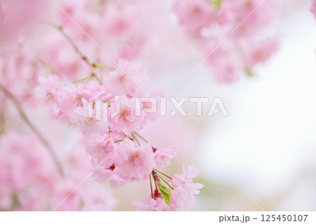 満開の八重紅枝垂れ桜のクローズアップ 満開の八重紅枝垂れ桜のクローズアップ 125450107