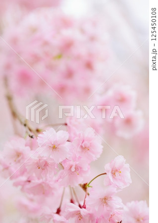 満開の八重紅枝垂れ桜のクローズアップ 【背景ボケ】 【背景ぼかし】 満開の八重紅枝垂れ桜のクローズアップ 【背景ボケ】 【背景ぼかし】 125450108