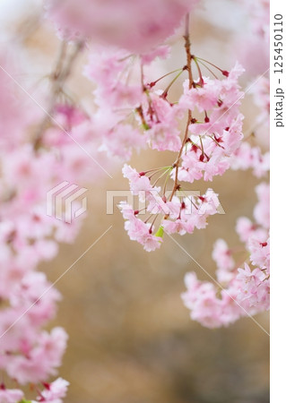 満開の八重紅枝垂れ桜 満開の八重紅枝垂れ桜 125450110