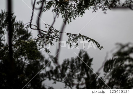 The Silhouetted Reflections Of A Western Red Cedar The Silhouetted Reflections Of A Western Red Cedar 125450124