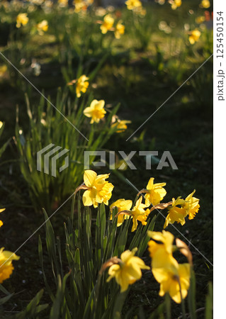 Gently Dancing Daffodils In The Cool Morning Breeze 125450154