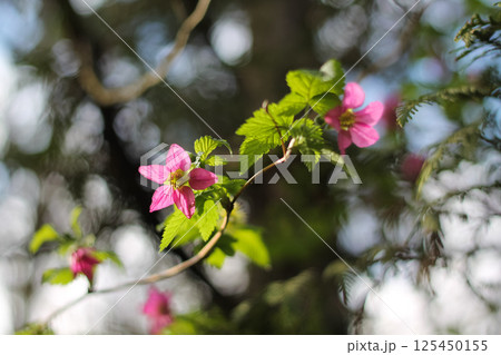 Flowering Salmonberry In Early Spring  125450155