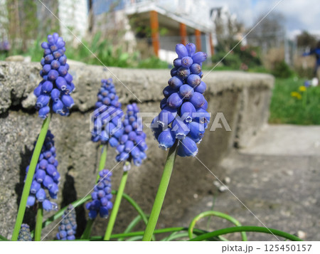 Bright Blue Grape Hyacinth Beside Steps 125450157