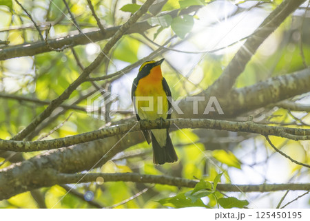枝にとまるキビタキの雄 125450195