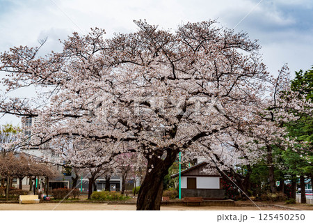 公園の桜（ソメイヨシノ） 125450250