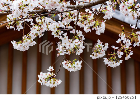 公園の桜(ソメイヨシノ) 公園の桜(ソメイヨシノ) 125450251