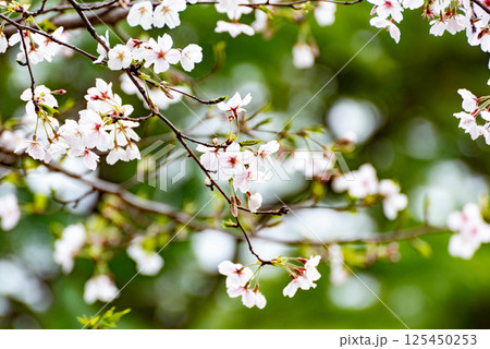 公園の桜（ソメイヨシノ） 125450253