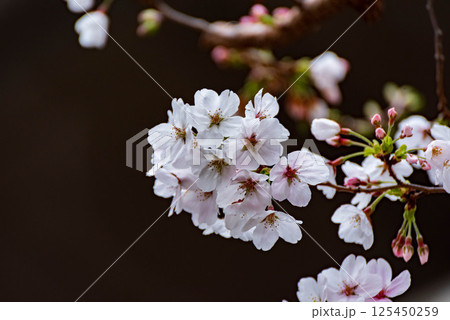 公園の桜(ソメイヨシノ) 公園の桜(ソメイヨシノ) 125450259