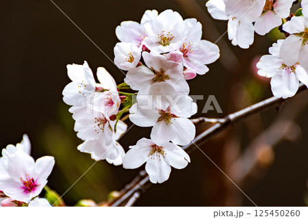 公園の桜（ソメイヨシノ） 125450260