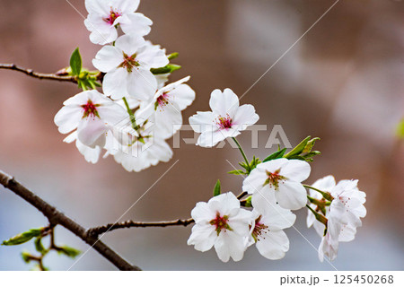 公園の桜(ソメイヨシノ) 公園の桜(ソメイヨシノ) 125450268
