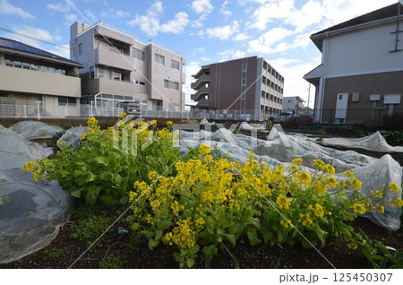 東京の田舎　八王子市 125450307
