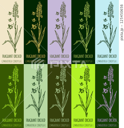 Set of vector drawing FRAGRANT ORCHID in various colors. Hand drawn illustration. The Latin name is GYMNADENIA CONOPSEA L. 125450656