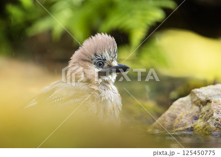 Beautiful picture the Eurasian jay (Garrulus glandarius). A passerine bird from crow family having bath in a deep forest. Wildlife scene from Czech republic 125450775