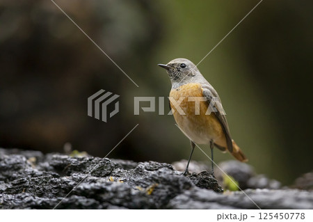 Common redstart perched on branch of tree branch (Phoenicurus phoenicurus). Beautiful bird perched on branch of tree in the forest. Wildlife in nature.  Czech republic 125450778
