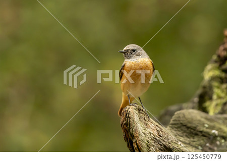 Common redstart perched on branch of tree branch (Phoenicurus phoenicurus). Beautiful bird perched on branch of tree in the forest. Wildlife in nature.  Czech republic 125450779