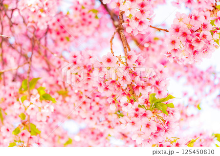 公園の桜（河津桜） 125450810