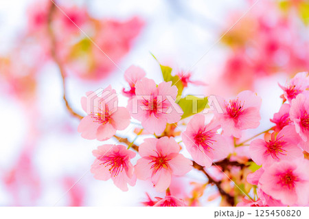公園の桜（河津桜） 125450820