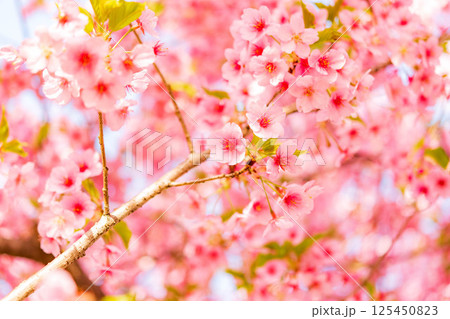 公園の桜（河津桜） 125450823