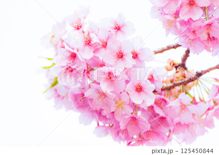 公園の桜(河津桜) 公園の桜(河津桜) 125450844