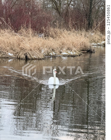 Elegant white swan gliding peacefully across calm winter river 125450861
