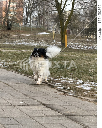 Small fluffy dog joyfully running along winter sidewalk 125450862