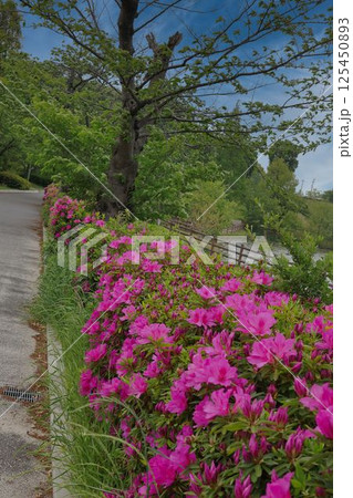 つつじが咲く風景 125450893