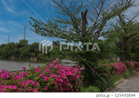 つつじが咲く風景 125450894