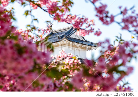 城と河津桜（宇都宮城祉公園） 125451000