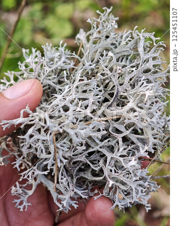 Biologist holding reindeer lichen in forest, exploring symbiosis in nature 125451107