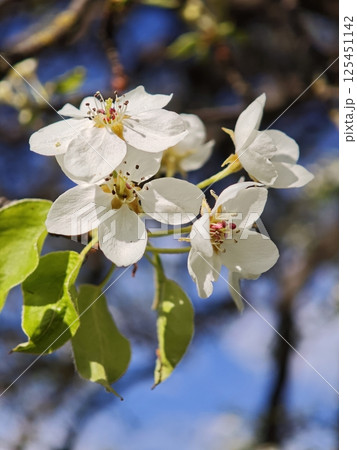 Delicate white flowers blooming on a branch in spring Delicate white flowers blooming on a branch in spring 125451142