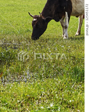 Cow grazing fresh grass in green pasture near water 125451172