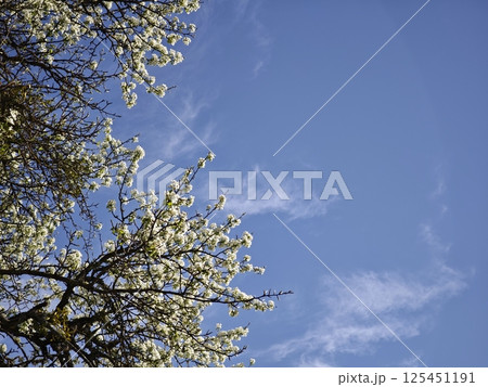 Blooming tree branches reaching for the blue sky on a sunny day 125451191