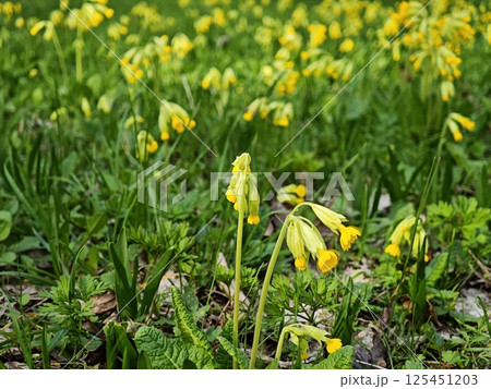 Cowslip flowers blooming in green grass during springtime Cowslip flowers blooming in green grass during springtime 125451203