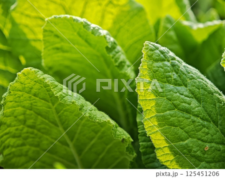 Vibrant green leaves growing in sunlight, close up of primula veris 125451206