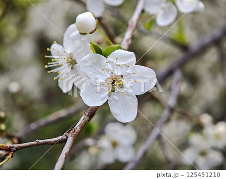 Delicate white flowers blooming on branch in spring 125451210