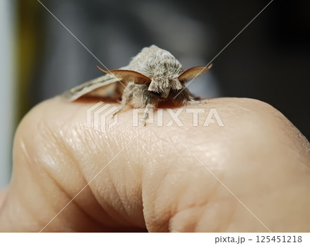 Flannel moth perching on finger close up, showing intricate details Flannel moth perching on finger close up, showing intricate details 125451218