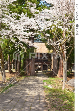 早春の新潟県十日町市大井田の郷公園の桜風景 125451263