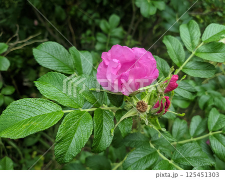 Closeup of single pink rosehip flower among lush green leaves on a blossom bush of wild Rosa canina or dog rose or briar at sunny summer day. Beautiful summertime natural background, macro shot. 125451303