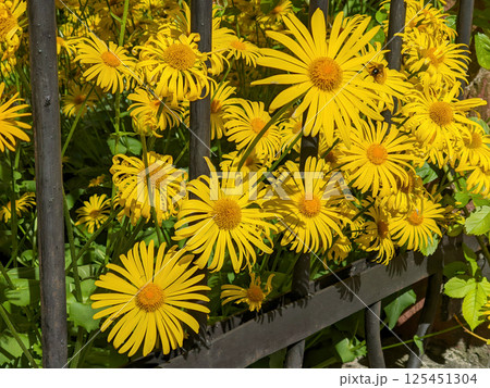 Close-up of lush blooming Doronicum orientale or Leopard's bane ornamental plant with yellow daisy flowers outdoors at sunny spring day. Beautiful springtime natural background, macro shot. 125451304