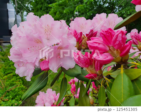 Closeup of lush blooming Rhododendron Azalea bush with bright pink flowers among fresh green leaves outdoors in ornamental botanical garden at spring day. Springtime natural background, macro shot. 125451305
