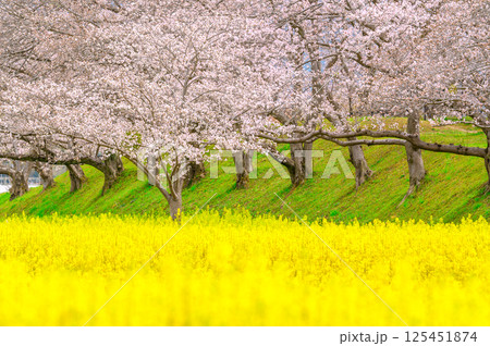 菜の花と桜のある風景 125451874