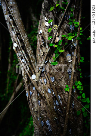 硬貨を纏う樹木　ガジュマル 125451928